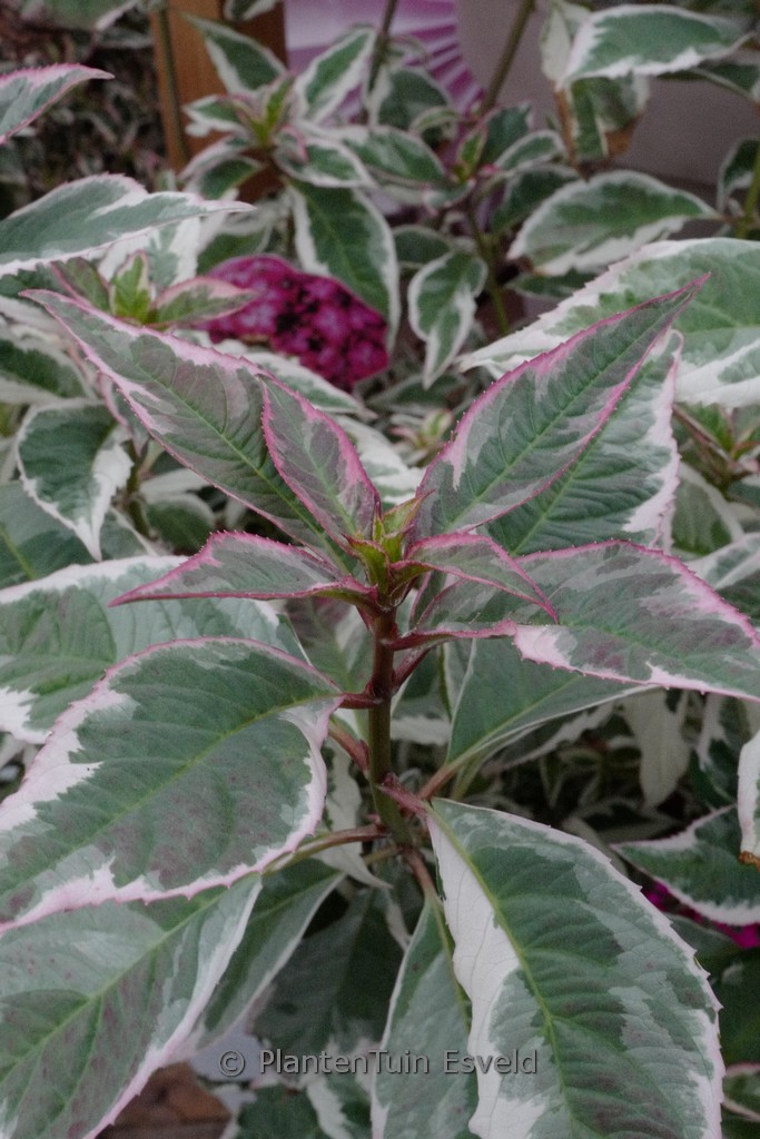 Hydrangea serrata ‚Gotemba-nishiki‘ (Euphoria Pink)