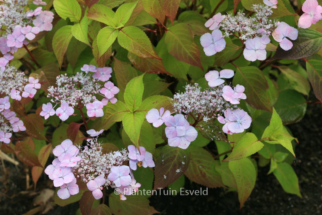 Hydrangea serrata ‚Graciosa‘