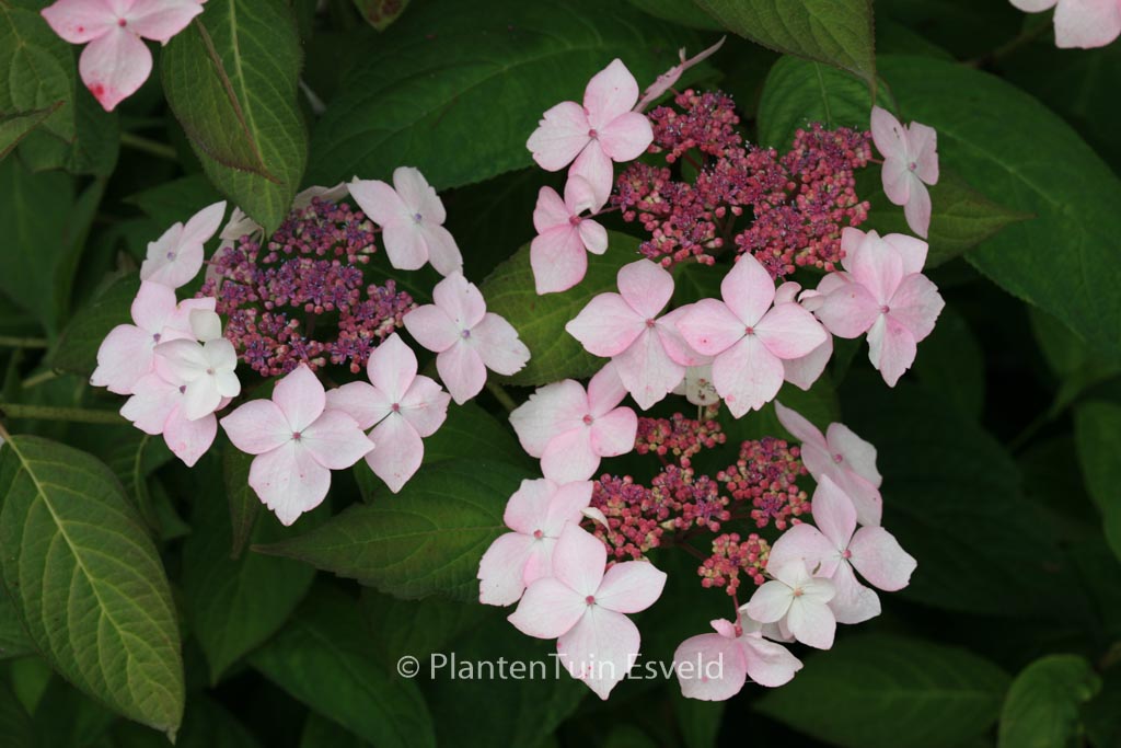 Hydrangea serrata ‚Grayswood‘