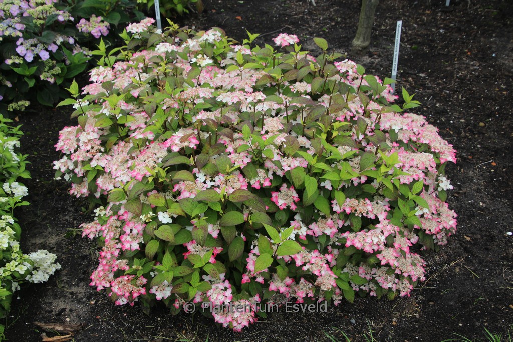 Hydrangea serrata ‚Hatsu Shime‘