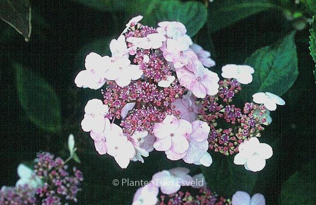 Hydrangea serrata ‚Imperatrice Eugenie‘