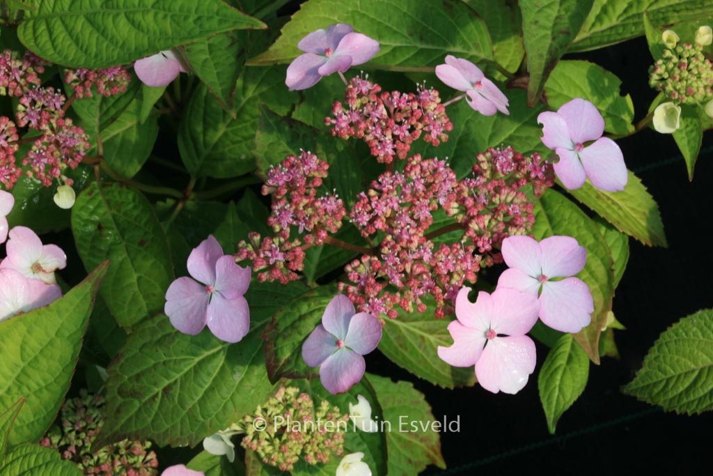 Hydrangea serrata ‚Isusai-jaku‘
