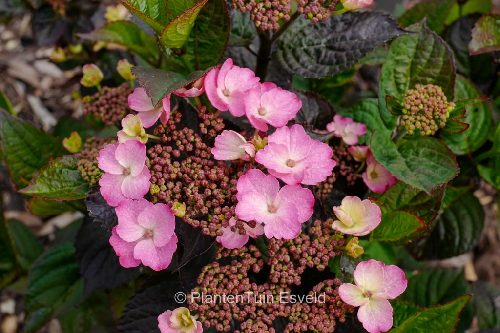 Hydrangea serrata ‚Jpd01‘ (DAREDEVIL)