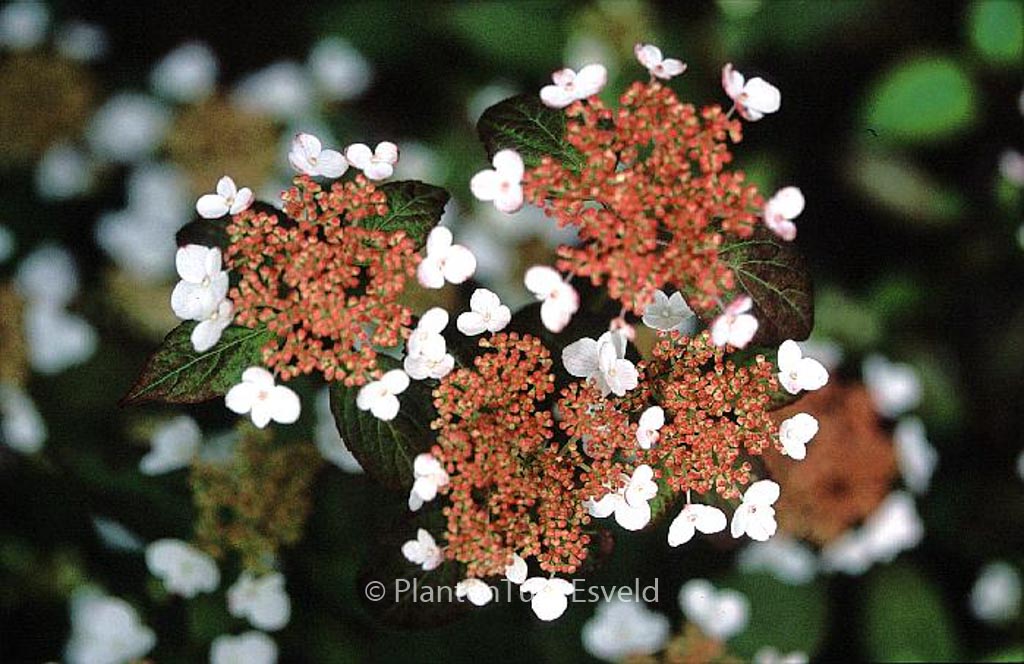 Hydrangea serrata ‚Kurenai‘