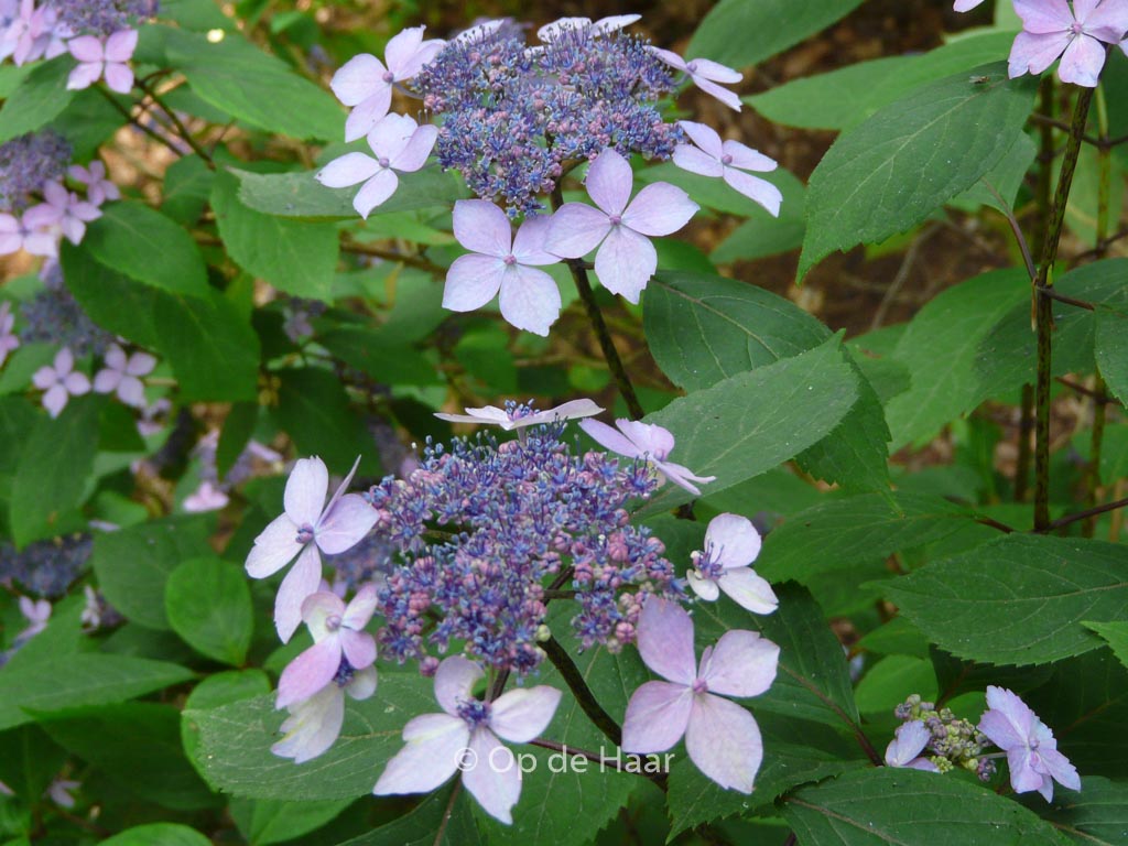 Hydrangea serrata ‚Kuro-hime‘