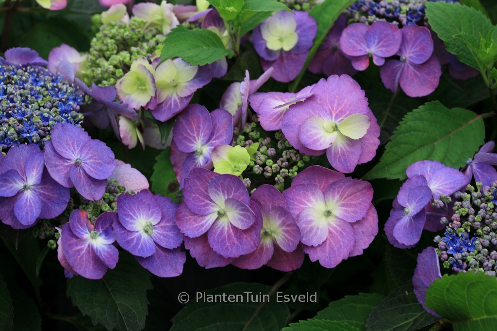 Hydrangea serrata ‚MAK 20‘ (FLAIR & FLAVOURS BLUEBERRY CHEESECAKE)