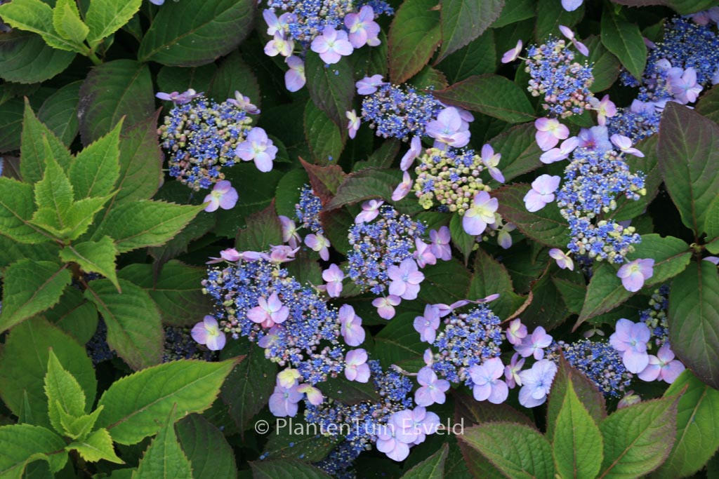 Hydrangea serrata ‚Maiko‘