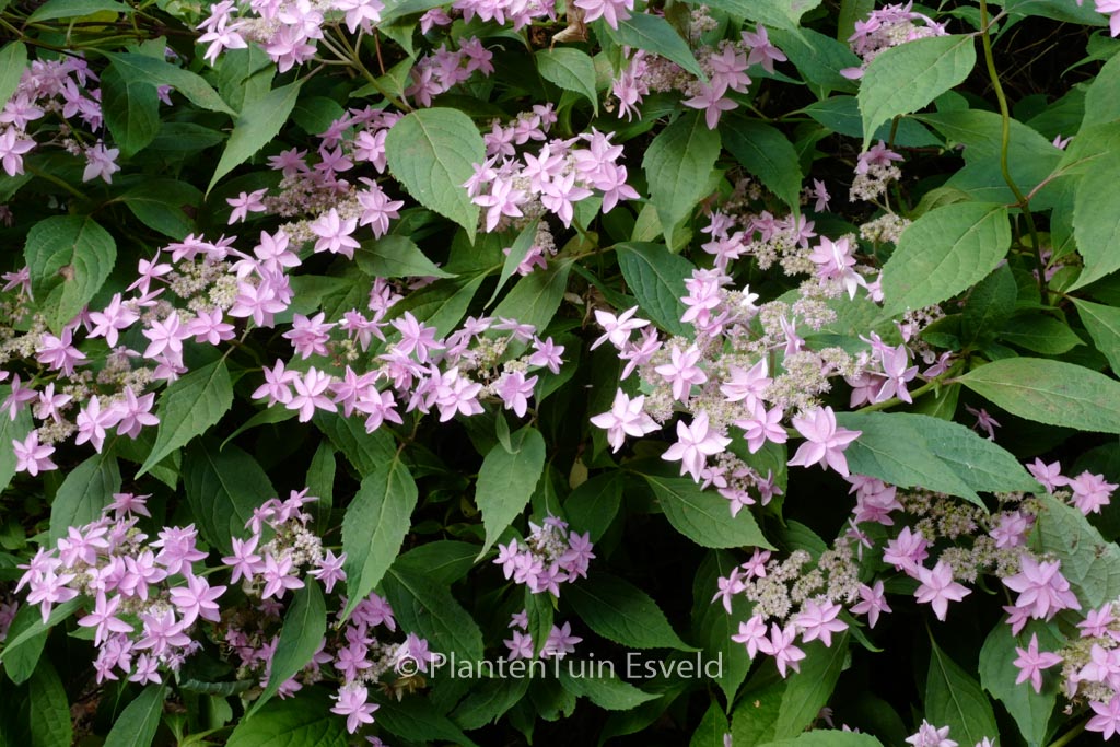 Hydrangea serrata ‚Mikata-yae‘