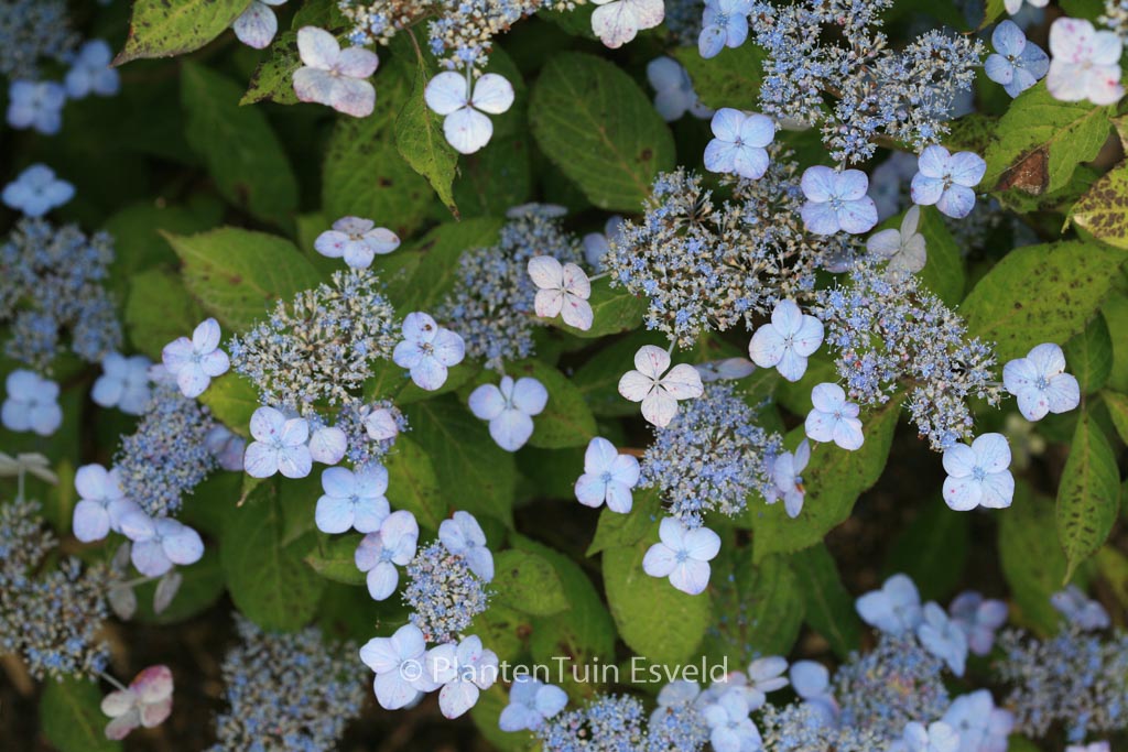 Hydrangea serrata ‚Miranda‘