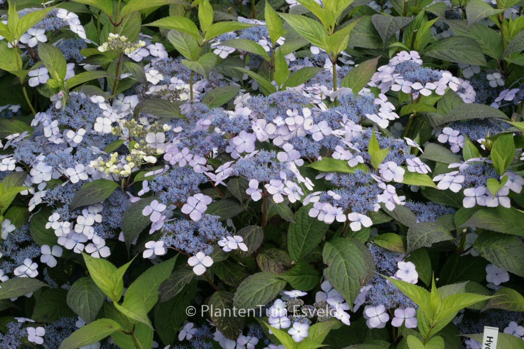 Hydrangea serrata ‚Miyama-kuro-hime‘