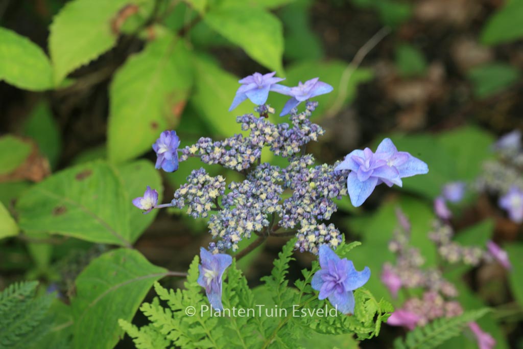 Hydrangea serrata ‚Miyama-yae-murasaki‘