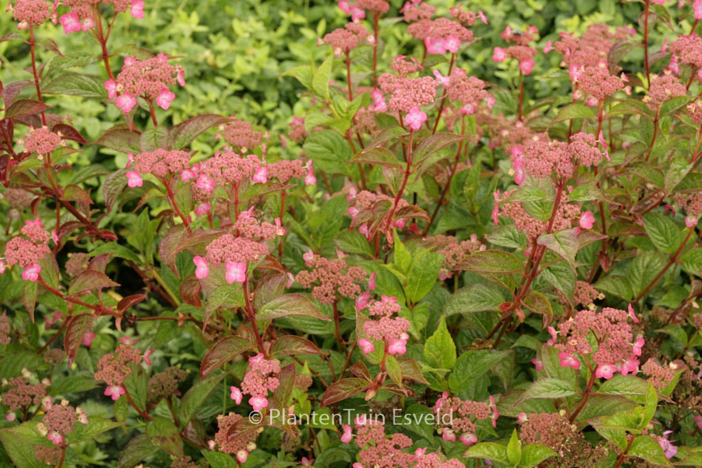 Hydrangea serrata ‚Mont Aso‘