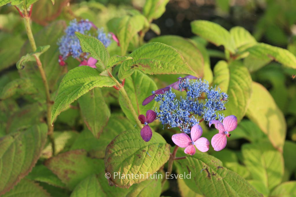 Hydrangea serrata ‚Murasaki-kobai‘