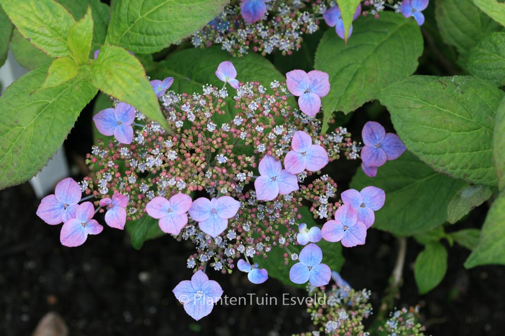 Hydrangea serrata ‚Niji‘