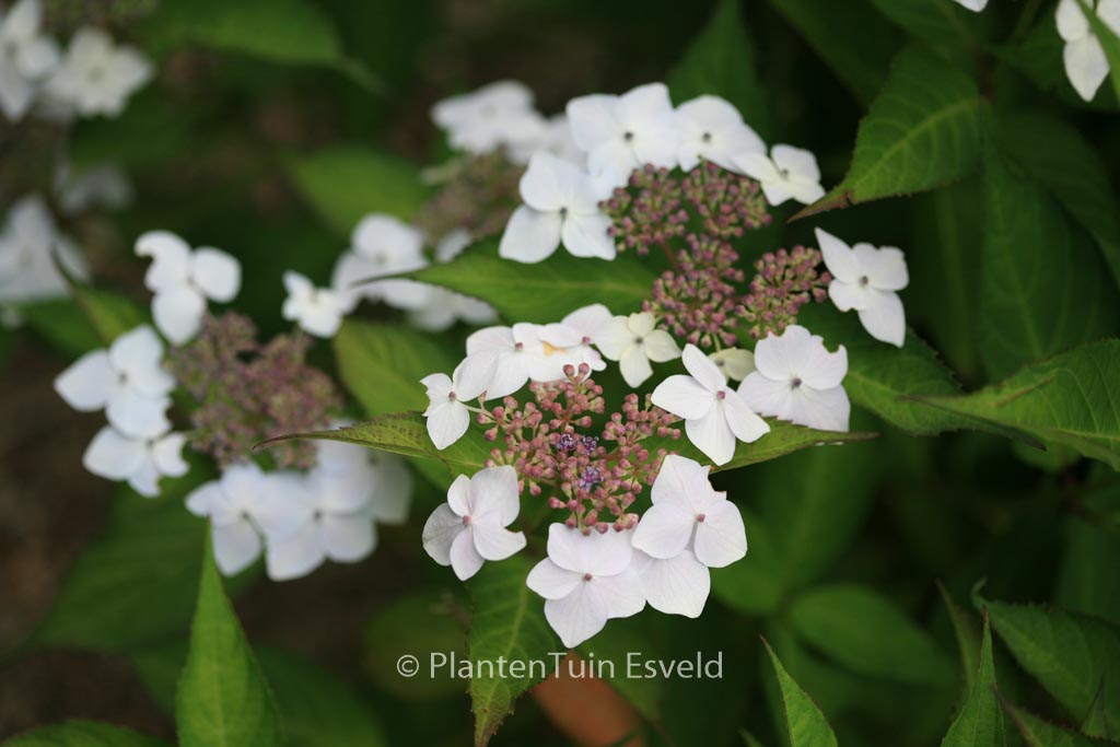 Hydrangea serrata ‚Odoriko-amacha‘
