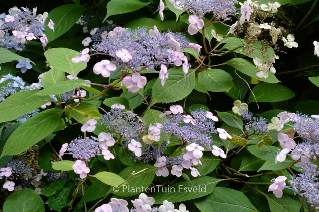 Hydrangea serrata ‚Ohmimachi-ezo‘