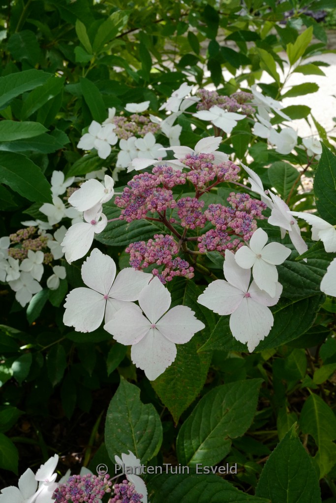 Hydrangea serrata ‚Pamela‘