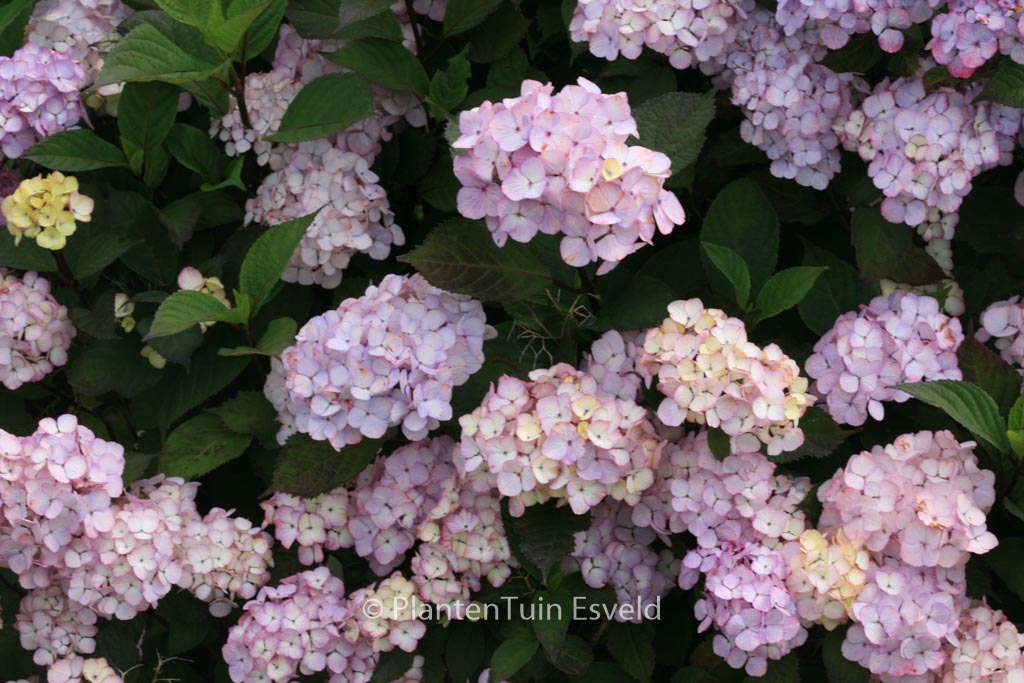 Hydrangea serrata ‚Preziosa‘