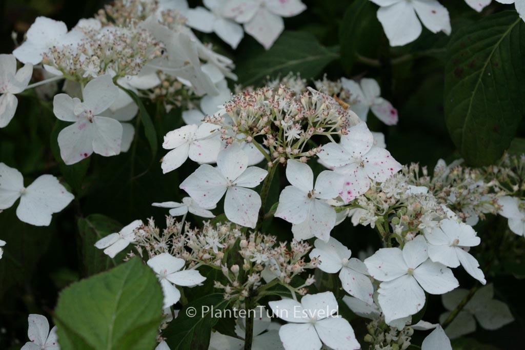 Hydrangea serrata ‚Professor Iida‘