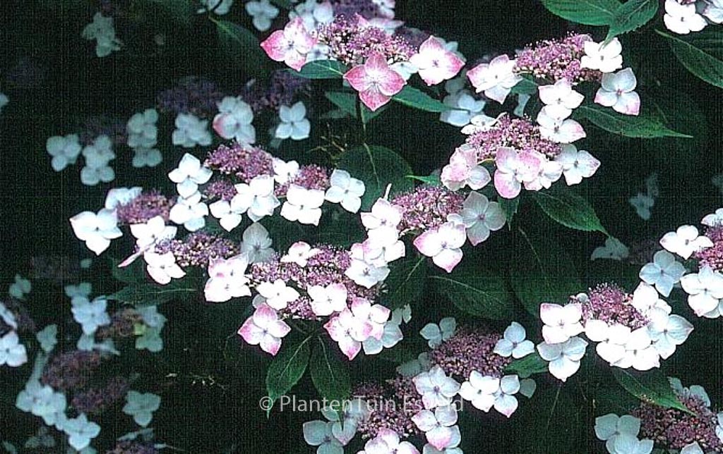 Hydrangea serrata ‚Rosalba‘
