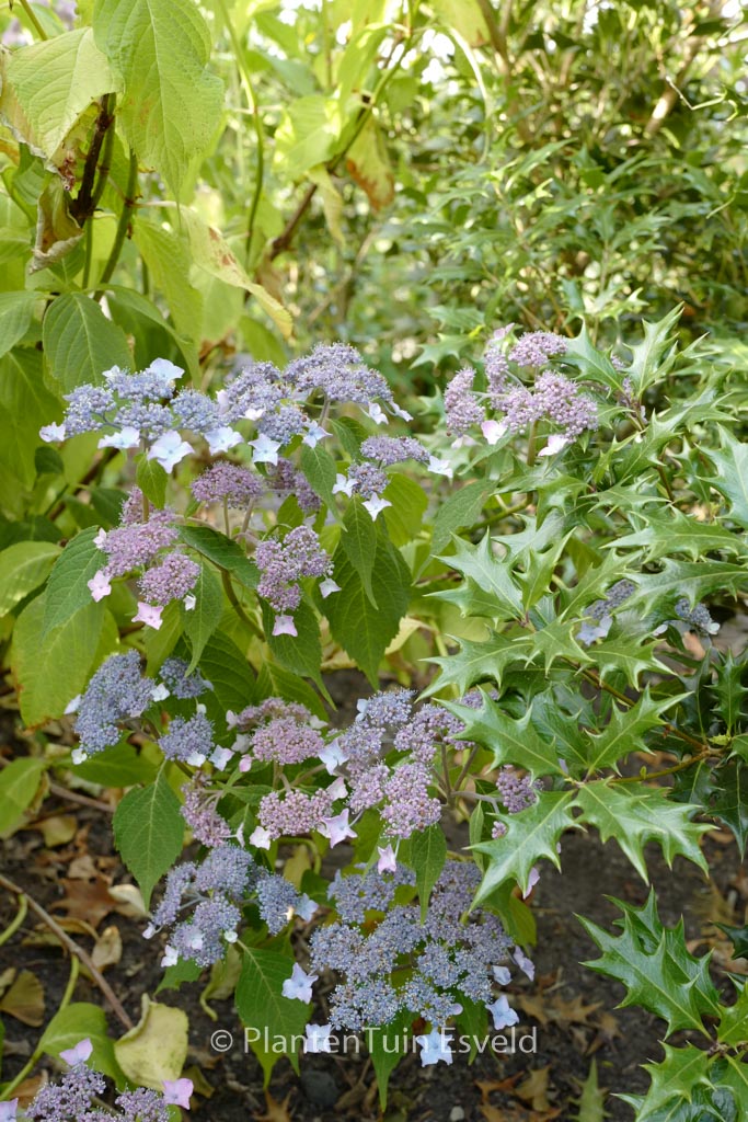 Hydrangea serrata ‚Sahashi-no-sho‘