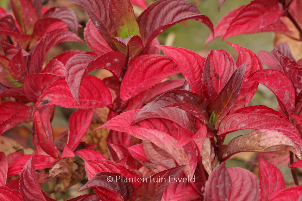 Hydrangea serrata ‚Santiago‘