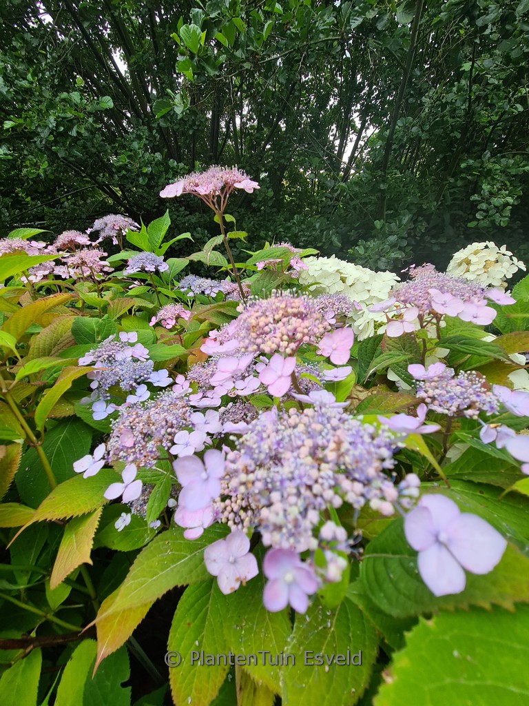 Hydrangea serrata ‚Sasa-no-mai‘