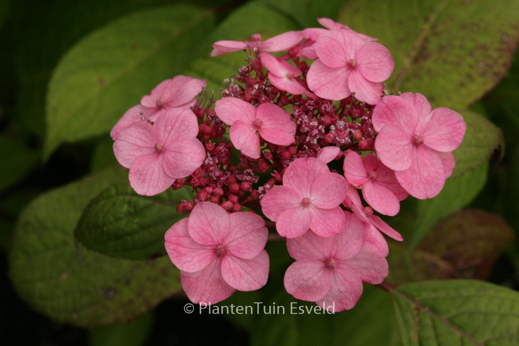 Hydrangea serrata ‚Seikai‘