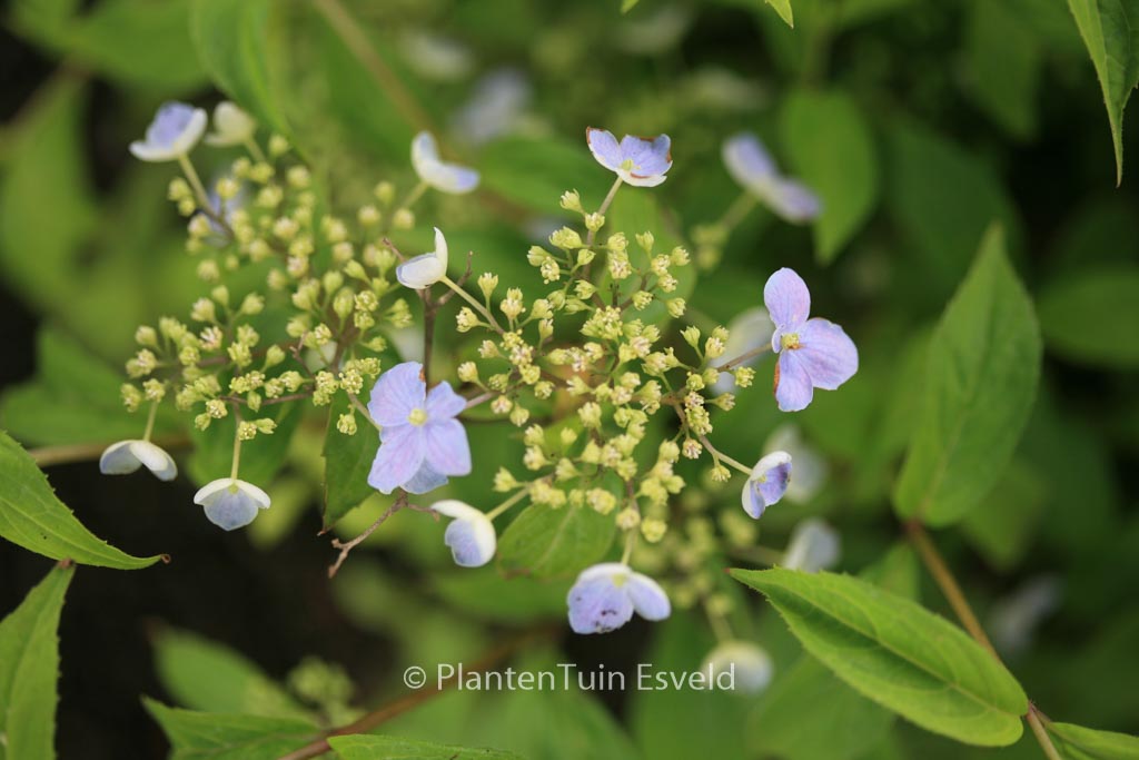 Hydrangea serrata ‚Seto-no-tsuki‘