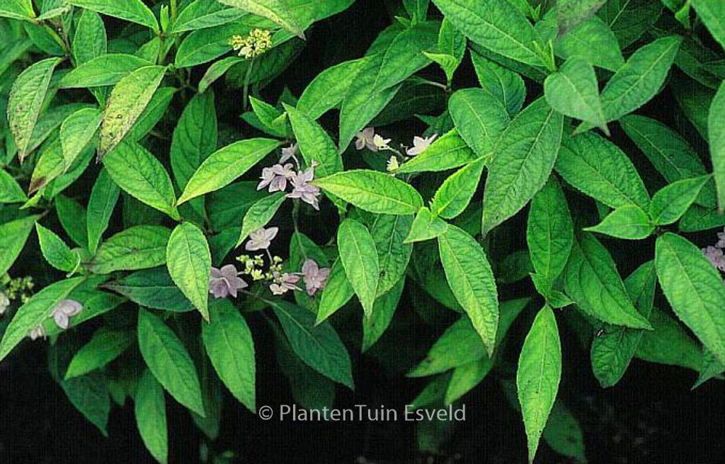 Hydrangea serrata ‚Shichidanka-nishiki‘