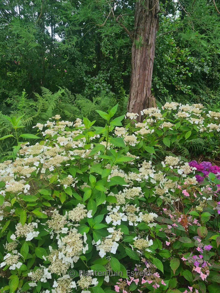 Hydrangea serrata ‚Shiro-gaku‘