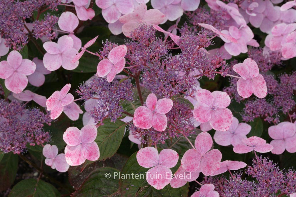 Hydrangea serrata ‚Shojo‘