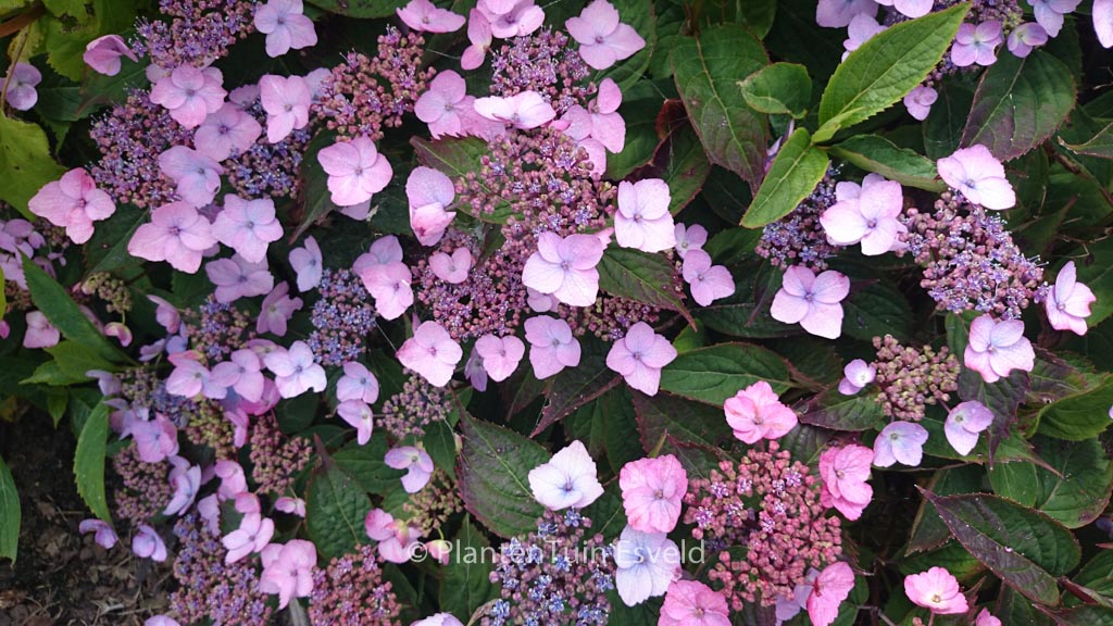 Hydrangea serrata ‚Spreading Beauty‘
