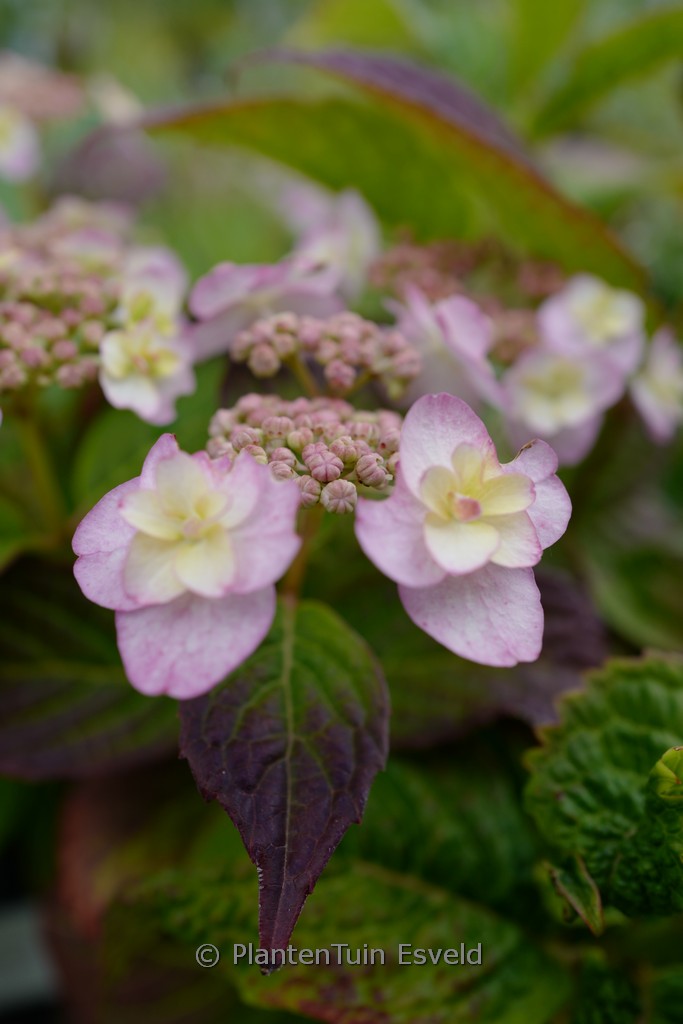 Hydrangea serrata ‚Summer Glow‘