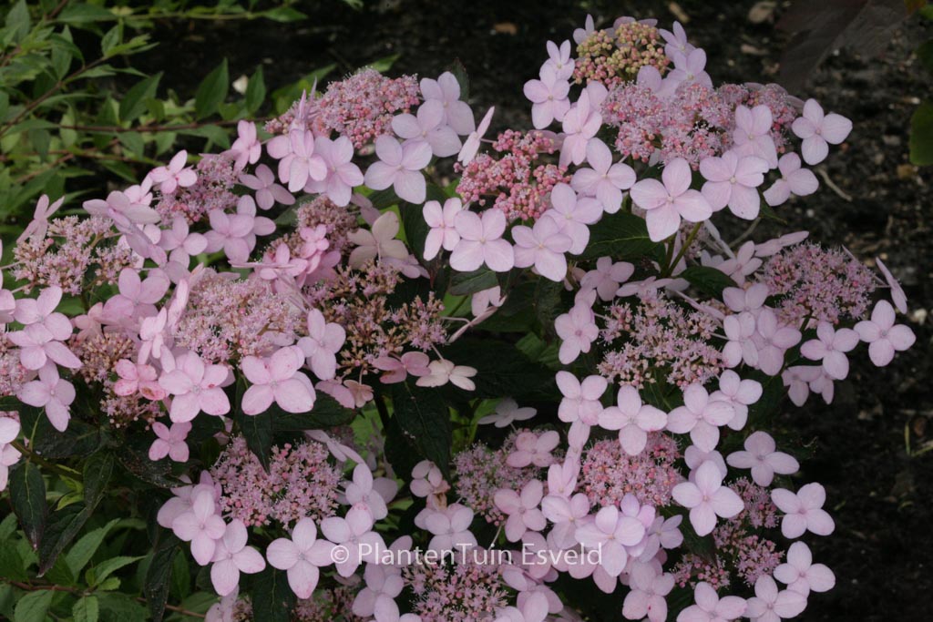 Hydrangea serrata ‚Tiara‘