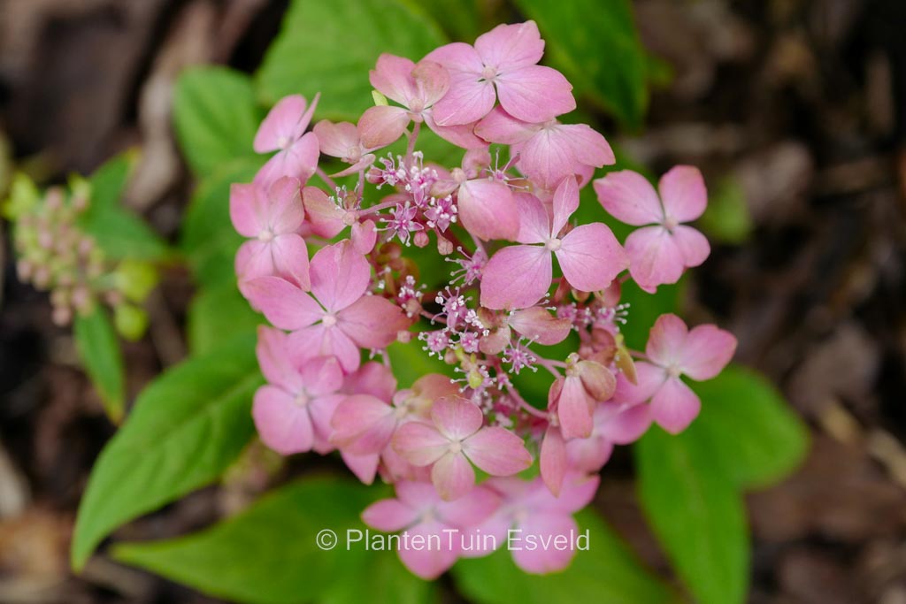 Hydrangea serrata ‚Tosa no hime‘
