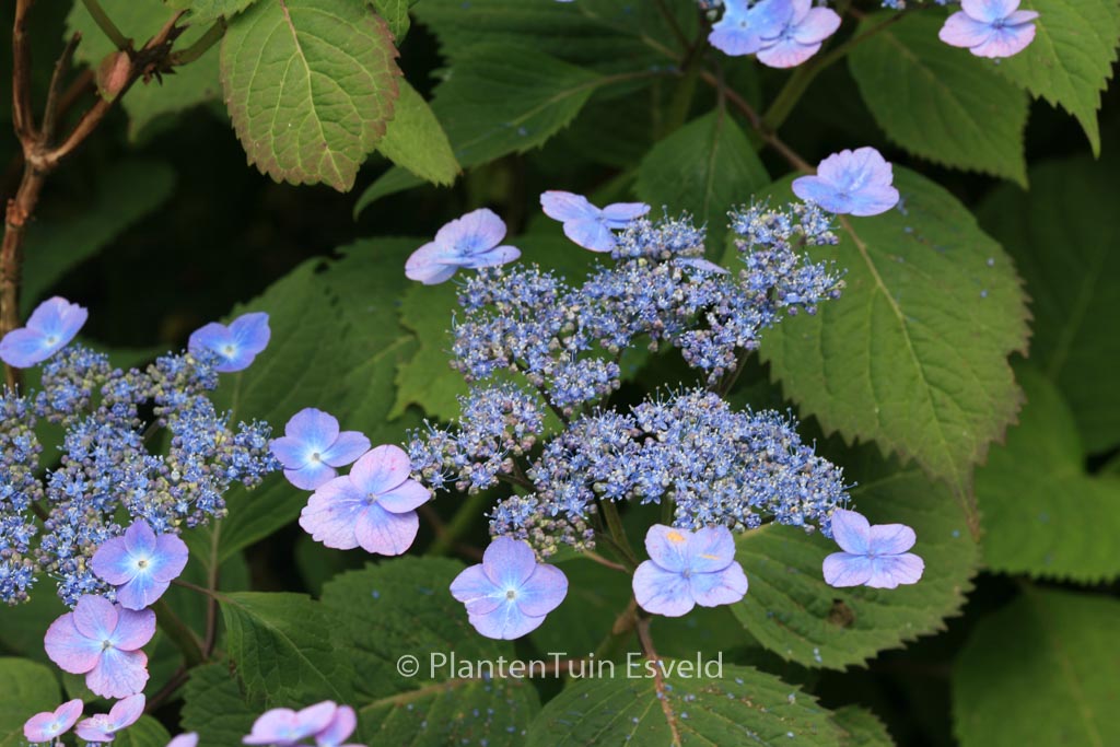 Hydrangea serrata ‚Veerle‘