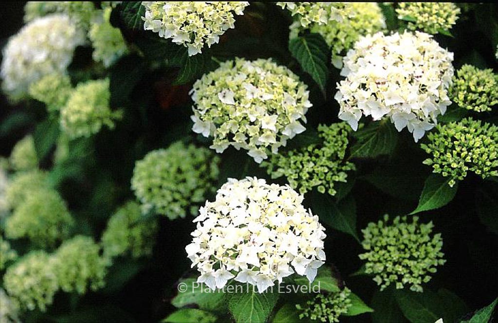Hydrangea serrata ‚Warabe‘