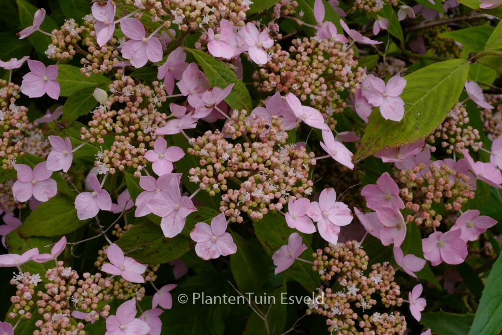 Hydrangea serrata ‚Wilsonii‘