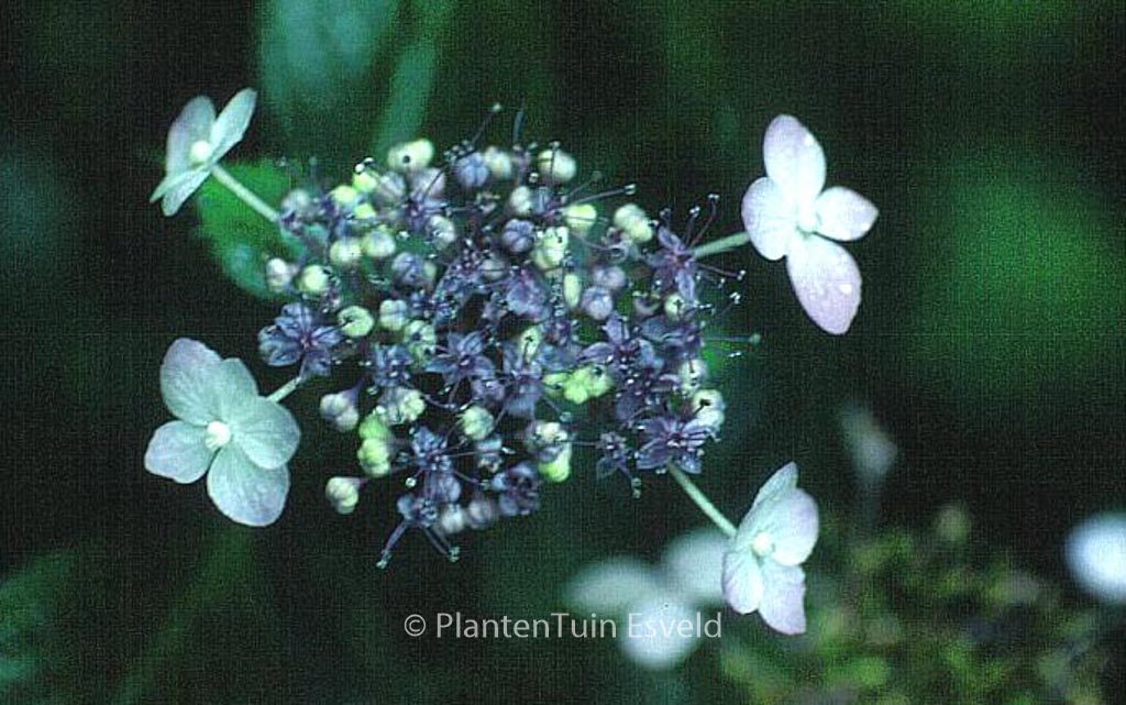 Hydrangea serrata ‚Woodlanders‘