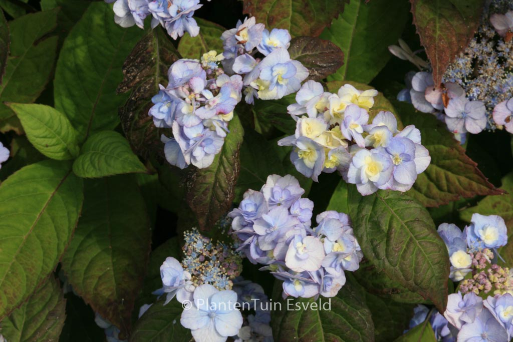 Hydrangea serrata ‚Yae-no-amacha‘