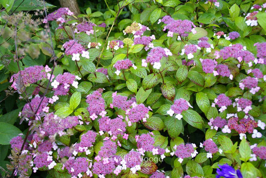 Hydrangea serrata oamacha