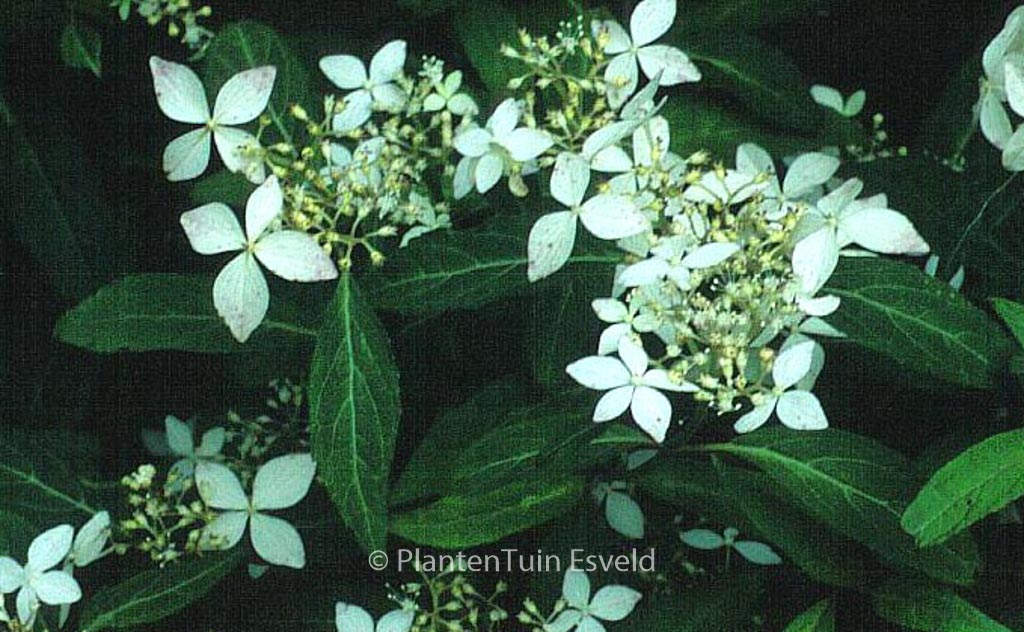 Hydrangea serrata var. angustata