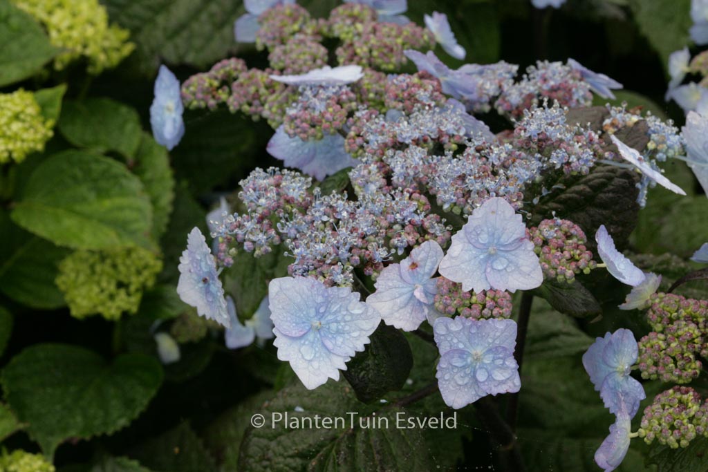 Hydrangea serrata yesoensis