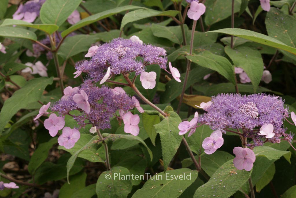 Hydrangea villosa ‚Anthony Bullivant‘