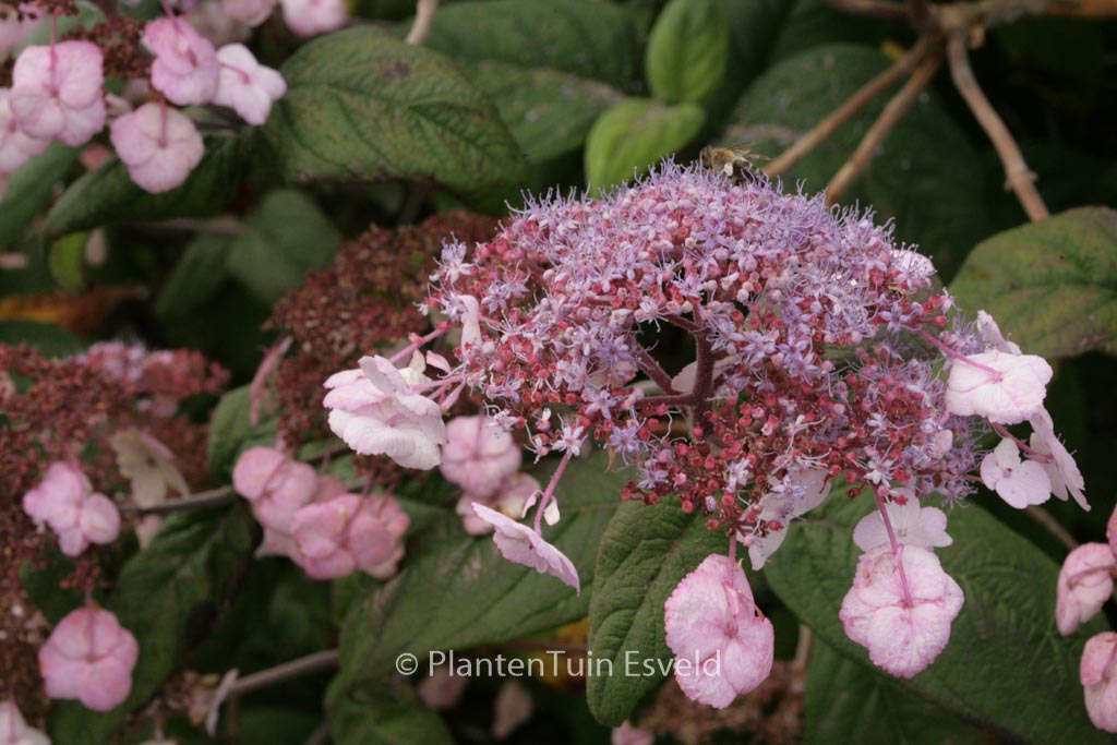 Hydrangea villosa ‚Mauvette‘