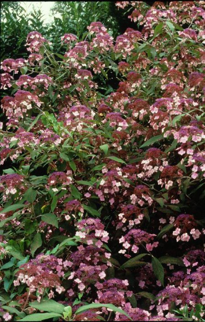 Hydrangea villosa ‚Velvet Lace‘