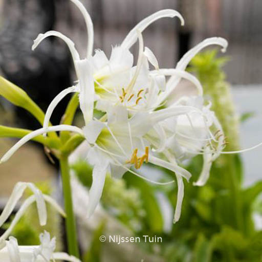 Hymenocallis festalis ‚Zwanenburg‘