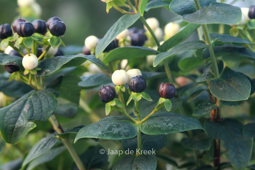 Hypericum ‚Allblizz‘ (MIRACLE BLIZZ)