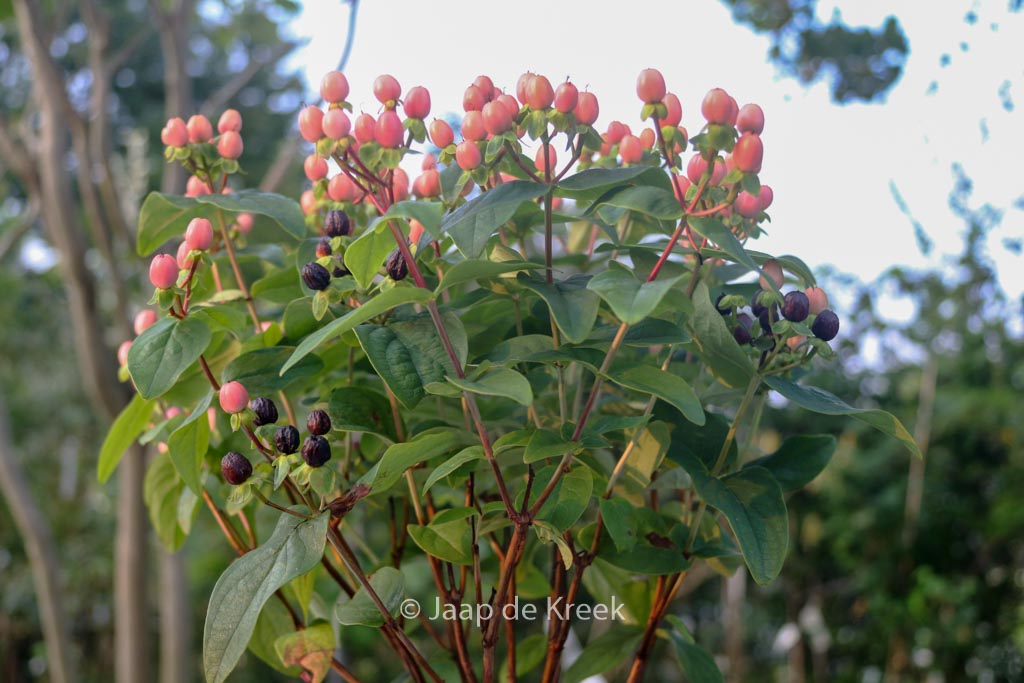Hypericum ‚Allblossom‘ (MIRACLE BLOSSOM)